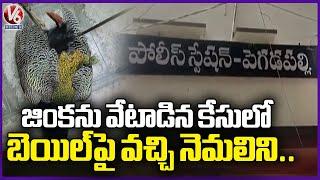 Man Arrested For Shooting Peacock | Jagtial | V6 News