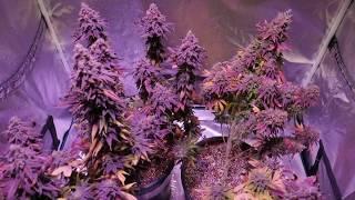 AUTOFLOWER CANNABIS QUESTIONS AND ANSWERS - THINGS TO KNOW