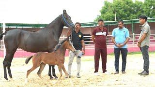 Beautiful Show quality Marwari Mare and baby Girl