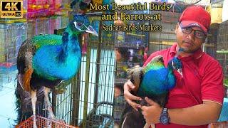Most Beautiful Birds and Parrots at Saddar Birds Market Karachi | Unique and Rare Birds and Parrots