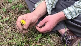 Wild Edible, Dandelion