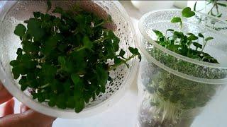 Microgreens on the window without watering and soil. Микрозелень на окне без полива и грунта