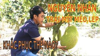 Nguyên trái mít bị méo | Biện pháp khắc phục