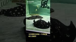 养魟鱼最重要的三点