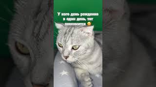 Кот Тимофей снова раздает задания #кот #животные #кошки