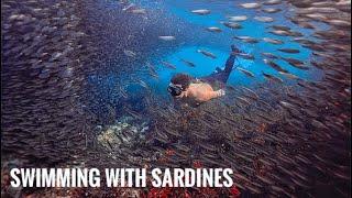 Rare Sardine Run Phenomenon in Bohol (Green and Sustainable Tourism in the Philippines)