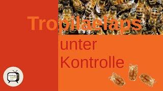 Tropilaelaps unter Kontrolle