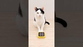 Cat and TIC TAC TOE