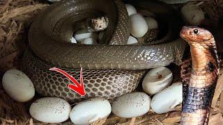 My Cobra FINALLY Laid Eggs!!