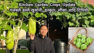 Full Kitchen Garden Update | Backyard Harvest | Nepali Gardening Vlog UK | Nepali Family UK