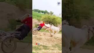 Bull Race • #shorts #panghaltv