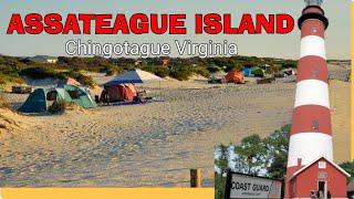 Assateague Island ( Chingotague VA) #playa #turismo #CelVision