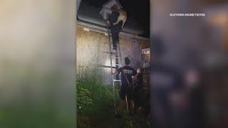 Dog gets stuck on roof in Old Town