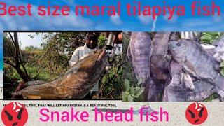 big size snake head and tilapia fishing trap#fishingbait #carpbait fishing video