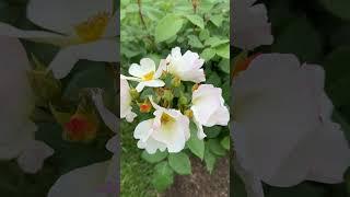 Угадай растение за 5 секунд #цветы #загадки #парк #розы