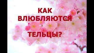  КАК ВЛЮБЛЯЮТСЯ ТЕЛЬЦЫ?   ПОДАРКИ ДЛЯ ТЕЛЬЦОВ! 