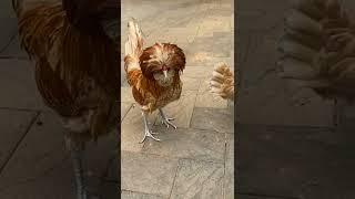 Cutes Pet Fancy Police crop Adults Pare Chicken #short #shorts #viralvideo #fancyhen