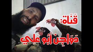 قناة دواجن أبو علي في أقل من دقيقتين