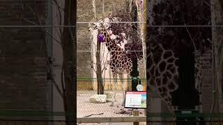 ZSL London Zoo  London #Shorts #PaseosGuiados. (October 2022).