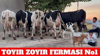 TOYIR ZOYIR FERMASI No1 JANG BOSHLANDI GIGANT SIGIRLAR MAKONI.