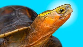 How to Hibernate Box Turtles & Tortoises Outdoors Using a Greenhouse/Cold Frame!