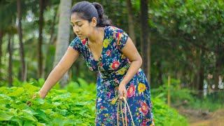 Sweet Potato for Teatime Snack! #ruraltastes #sweetpotato | Rural tastes | Traditional Me