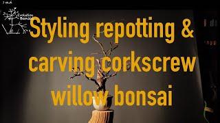 Styling, Carving and repotting four corkscrew willow bonsai