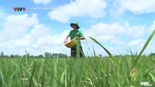 CANH TÁC THÔNG MINH: BÓN PHÂN CHO LÚA ĐẶC SẢN