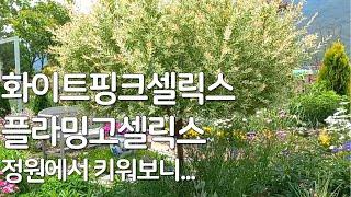 정원수 추천(교목 part 3)/화이트핑크셀릭스, 플라밍고셀릭스 장단점/정원나무 추천/정원수로좋은나무/정원수 꽃나무/화이트핑크셀릭스 키우기