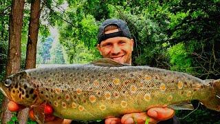 Unglaublich dicke wilde  Bachforellen angeln im Fluss Soeste #angeln #fishing #bachforelle #trout #