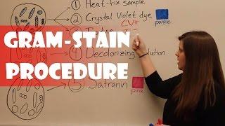 Gram Stain Procedure