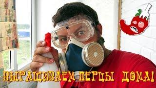 Как вырастить жгучий перец дома? Часть 16. Паутинный клещ, маленькие победы, эпикурейство.