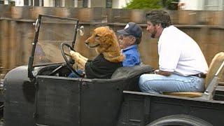 Dog Drives a Car to the Casino