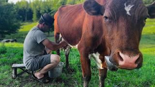 The Fascinating Life of a Lonely Cheesemaker in an Old Village! How Is Real Cheese Made?