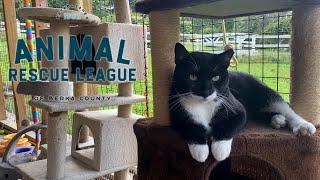 Animal Rescue League's Working Cat Program