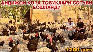 Тухум Ёналишидаги Андижон Қора Товуқлари Сотуви Бошланди #2024 #tovuq #biznes