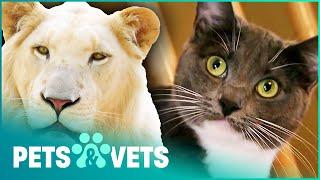 From Apex Predator To Clumsy Kitten | Lion In Your Living Room (Full Documentary) | Pets & Vets