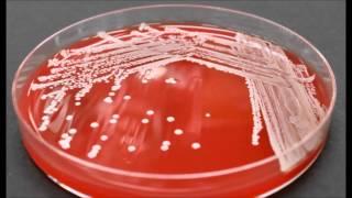 Bacterial Colony Description