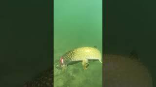 Best pike atack moment #fishing #pikefishing #pike #shorts