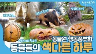 서울대공원 행동풍부화! 그 생생한 현장 속으로 ∥ A Field Broadcast of Behavior Enrichment in Seoul Grand Park