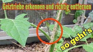 Geiztriebe an Tomaten erkennen und schneiden - So Geiztriebe finden und entfernen