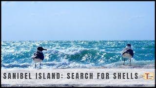 Day Trip to Sanibel Island, Florida: Searching for Shells