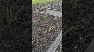 Эксперимент. Выращивание чеснока из целой головки.