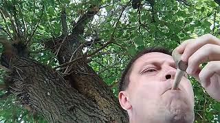 Люлька курительная трубка Табак Курение