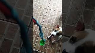 PUPPIES TRAINING HOW TO BITE AND CATCH @GAZZANTO TV #adorable #short #pet #dog #animals