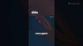 Тайны морских глубин  удивительное разнообразие жизни