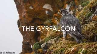 Gyrfalcon Conservation Alaska - The Peregrine Fund