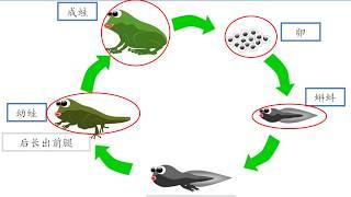 #动物的成长变化  KSSR SEMAKAN二年级科学【单元四青蛙的生成长变化】
