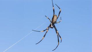 Golden Orb Spiders' Impressive Web Strength ️ Graham Adam's Experience