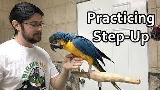 Practicing Step Up With Blue and Gold Macaw